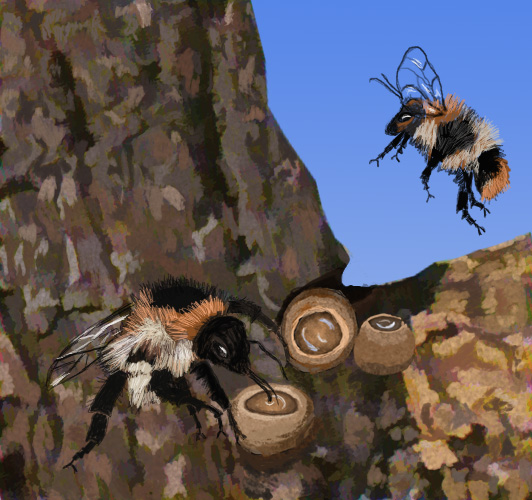 Bees with honeypots